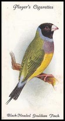 33 Black Headed Gouldian Finch